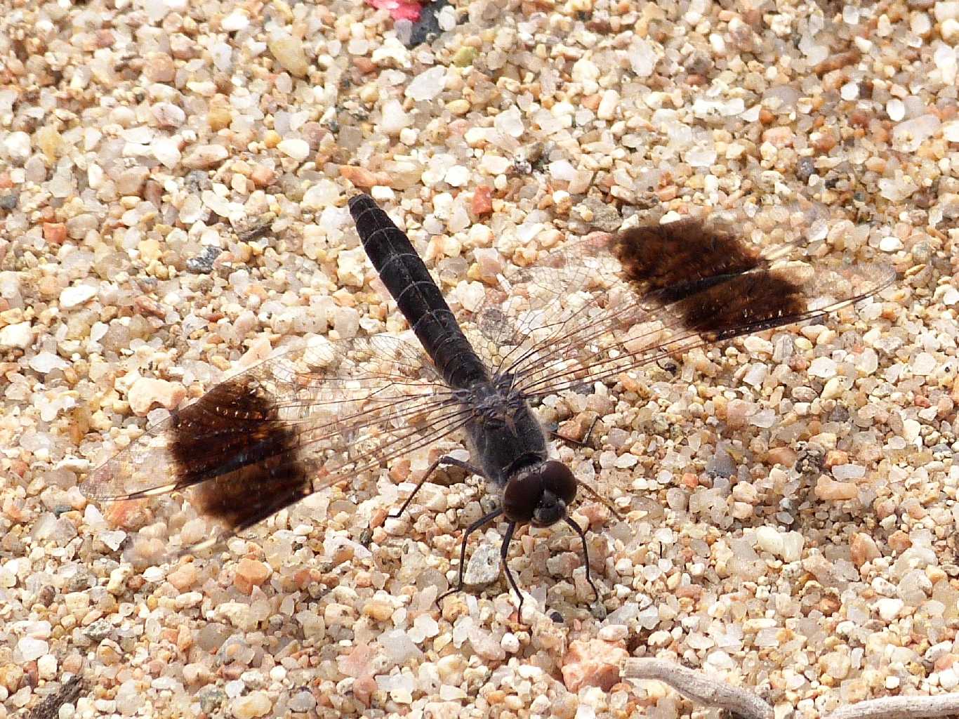 Brachythemis impartita